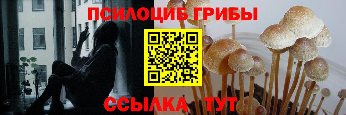 Галлюциногенные грибы Psilocybine cubensis Гусиноозёрск